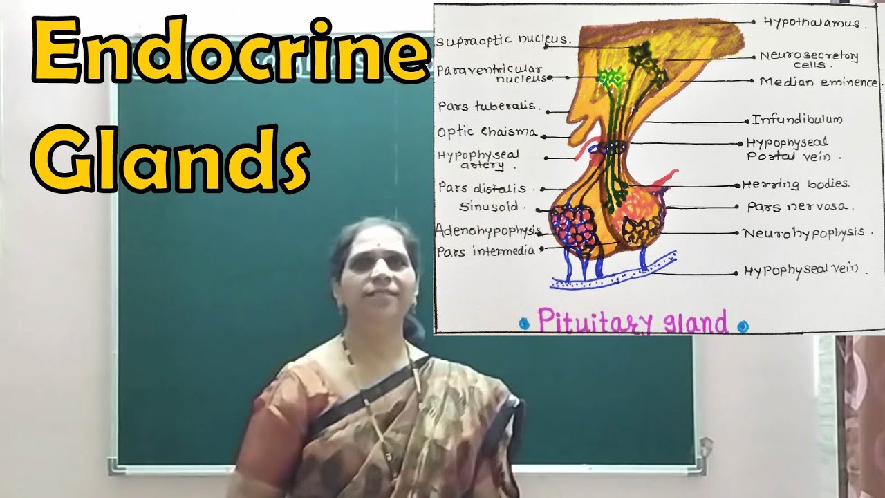 Эндокринные железы | Гипоталамус, Гипофиз