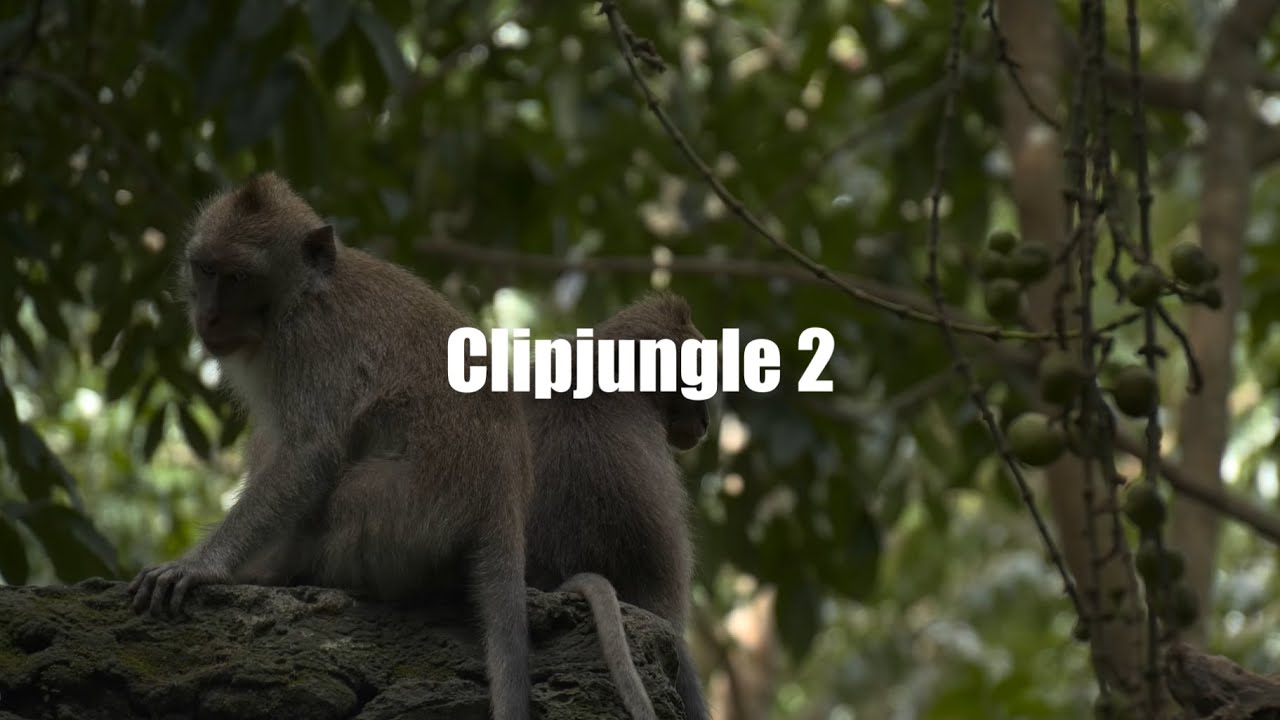 Clipjungle 2