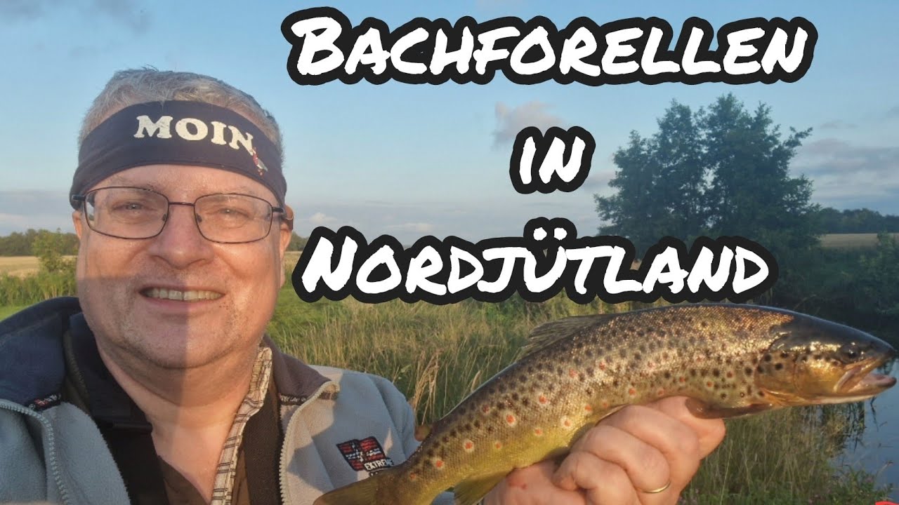 BACHFORELLEN in NORDJÜTLAND #browntroutfishing #vendsyssel