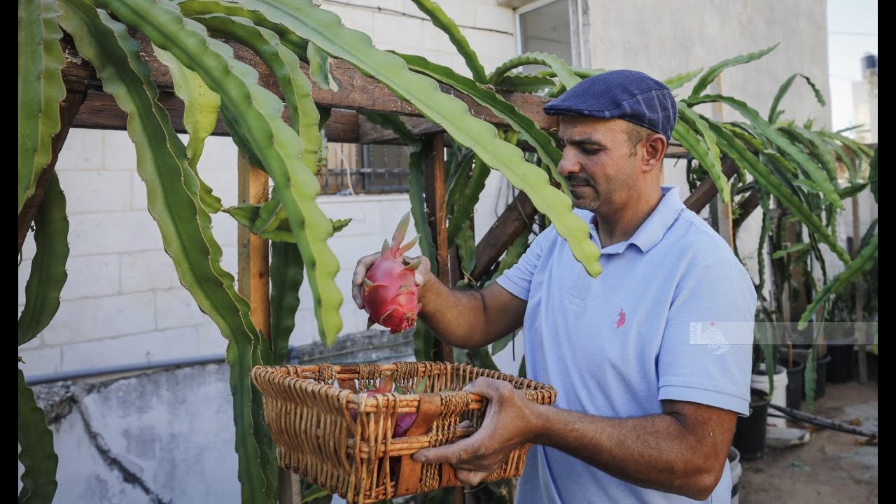 فاكهة التنين فوق سطح المنزل
