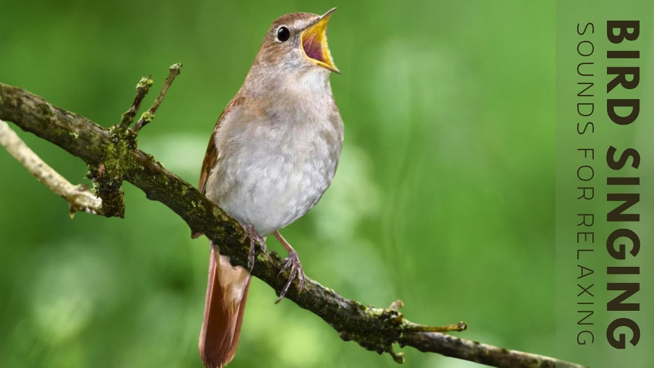 Birds Singing - 24 Hour Bird Sounds Relaxation, Stress Relief, Relaxing Birds Sounds