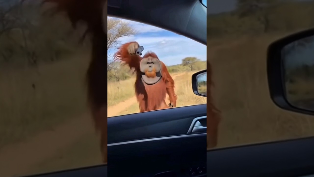 orang-outan de la street