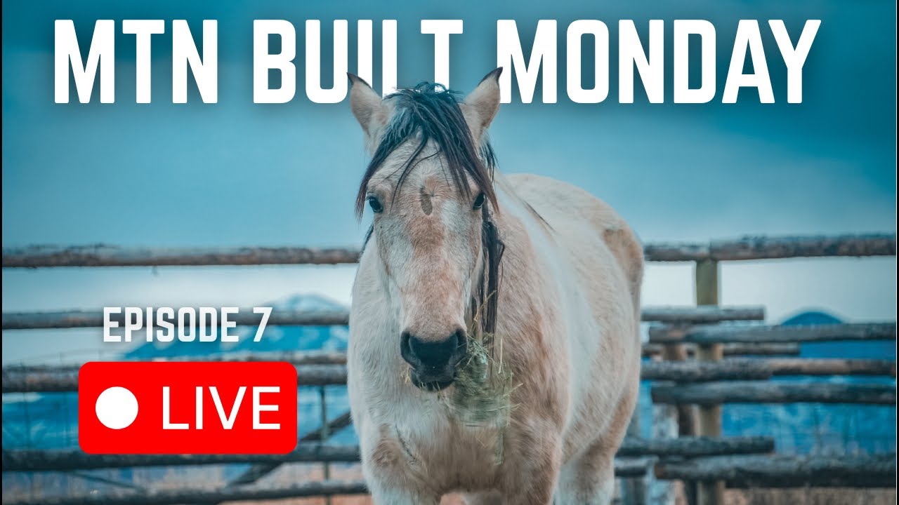 Introducing Our New WILD MUSTANG (Live!)
