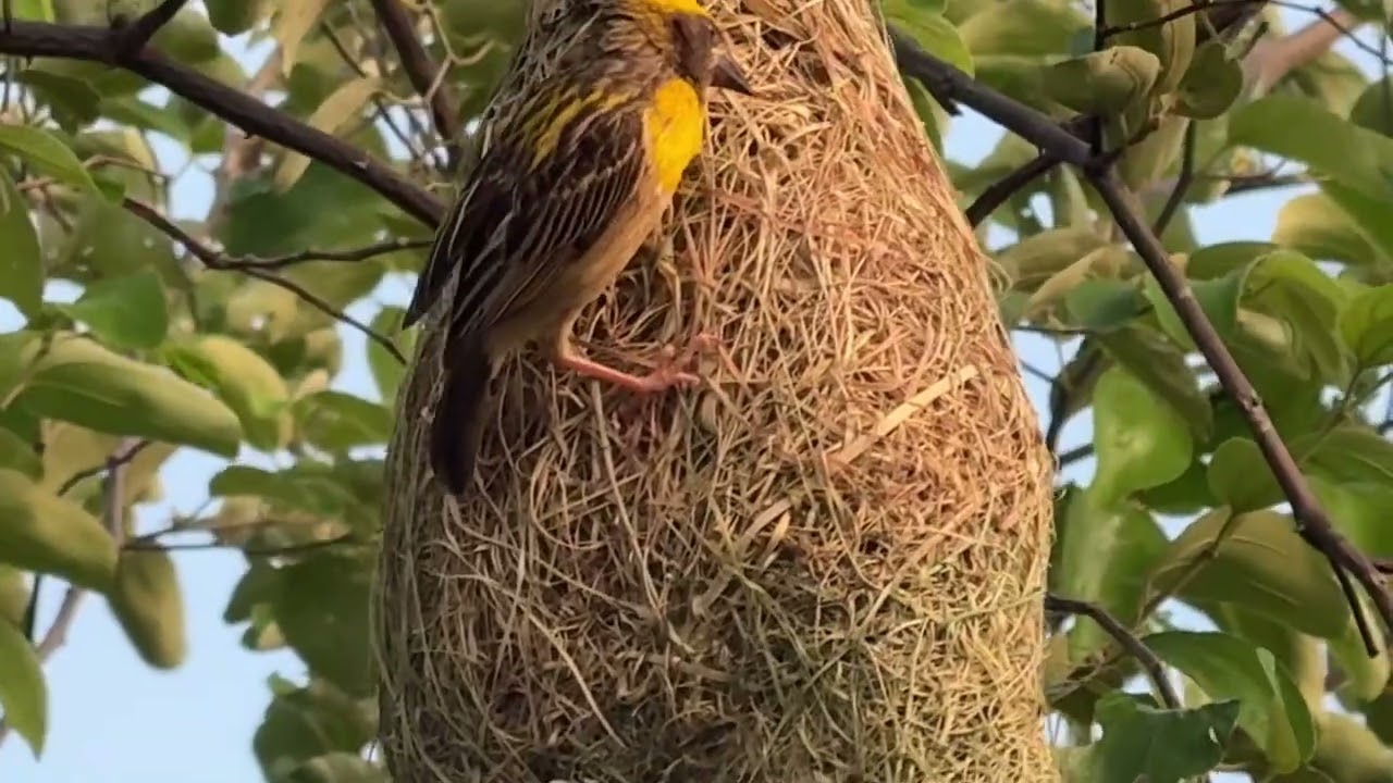 A beautiful bird making a beautiful nest🪺🕊️ #birds  #nest 