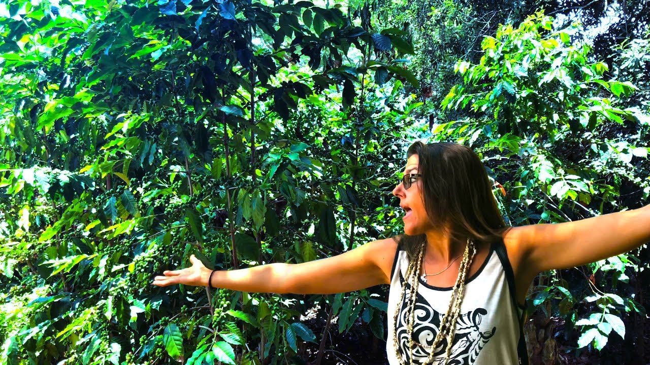 Kona Coffee Living History Farm Big Island Hawaii VLOG 11
