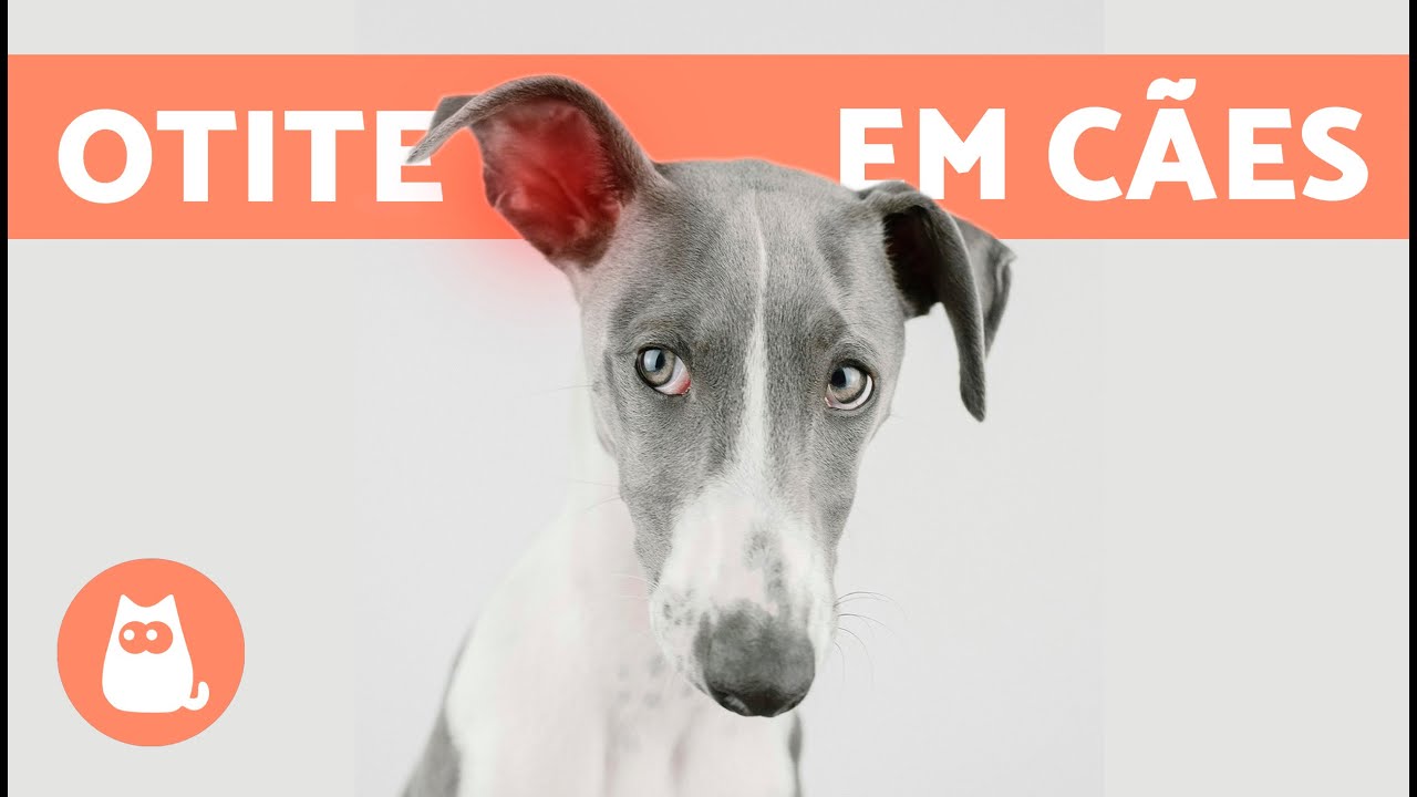 5 REMÉDIOS CASEIROS PARA OTITE EM CÃES 🐶✅ Como limpar as orelhas?