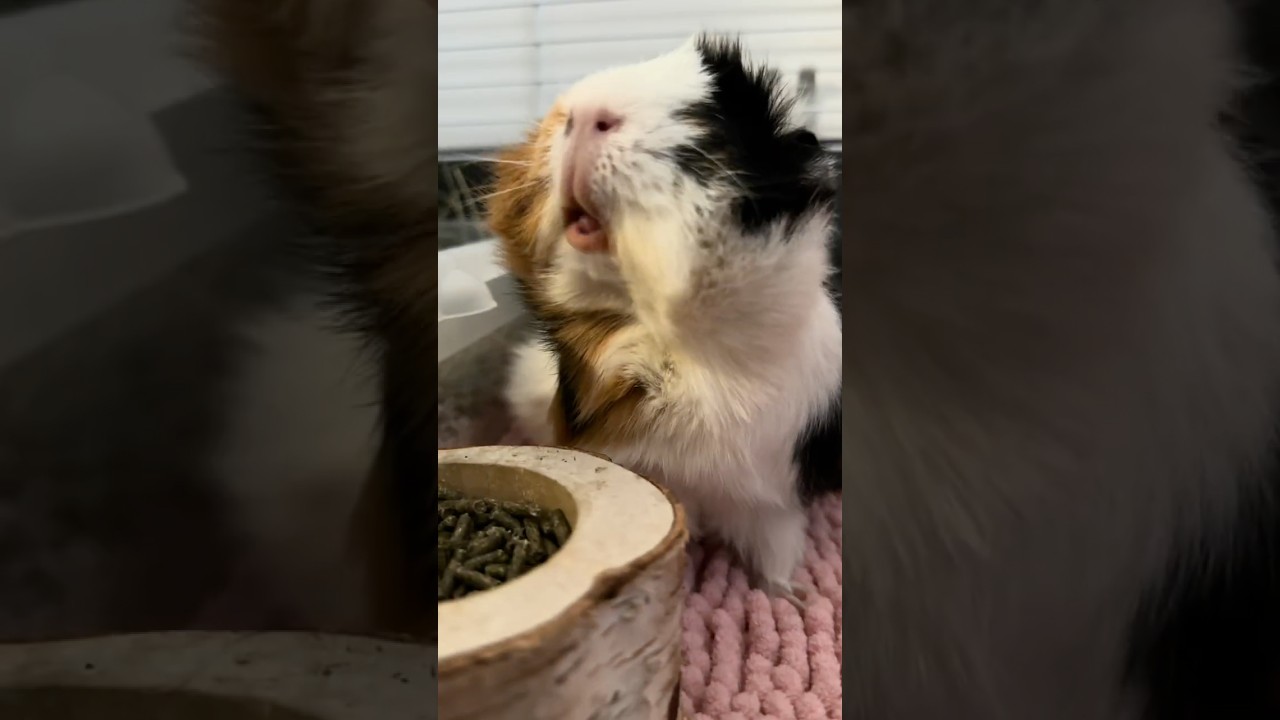 Bingi Munches on Carrot 