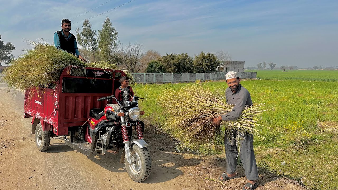 Alhamdullillah Sarson Ka Fasal Ki Cutting Kar Li 