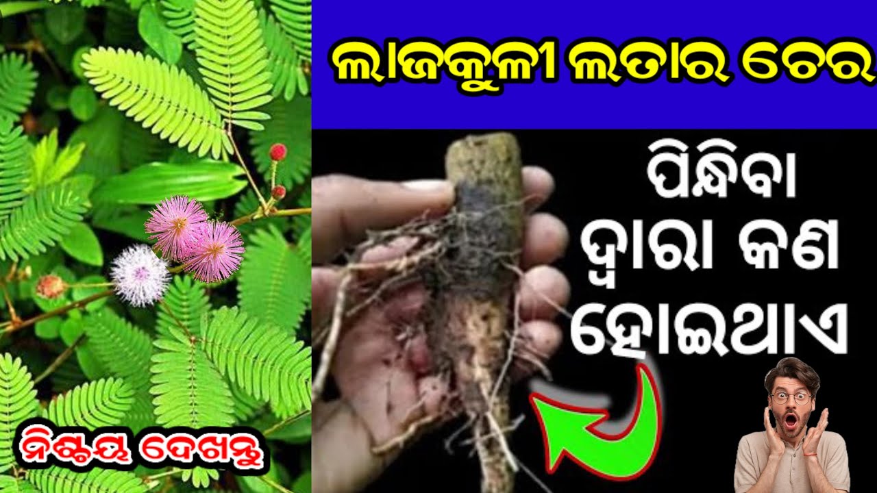 ଲାଜକୁଳୀ  ଚେର ପିନ୍ଧିବା ଦ୍ଵାରା କଣ ହୋଇଥାଏ/ଜାଣିଲେ ଆଶ୍ଚର୍ଯ୍ୟ ହୋଇଯିବେ//ajira rashifal/odia spiritual