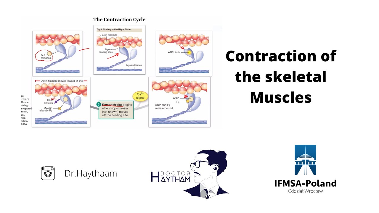 Contraction of Skeletal Muscles | Actin & Myosin | Troponin & Tropomyosin | Sacroplasm