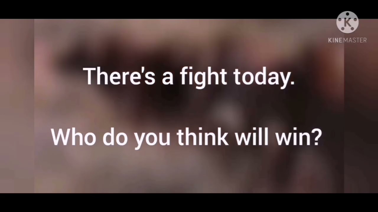 African lion vs bengal Tiger