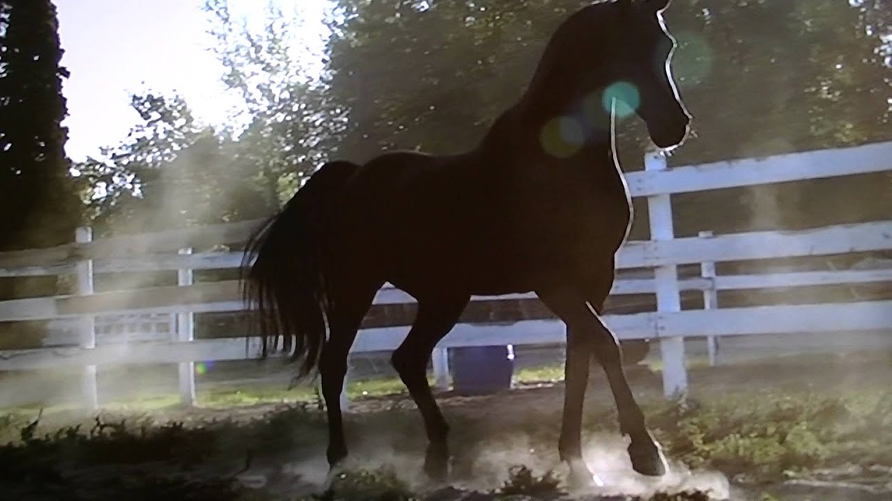 WILD MUSTANG(FROM FLICKA 3)
