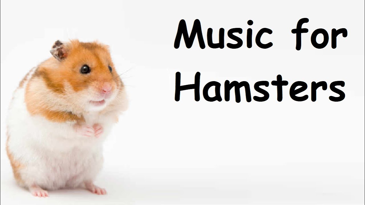 Relaxing Music for Your Pet &bull; Relax Your Hamster and Help Your Hamster Sleep with Soothing Music 004