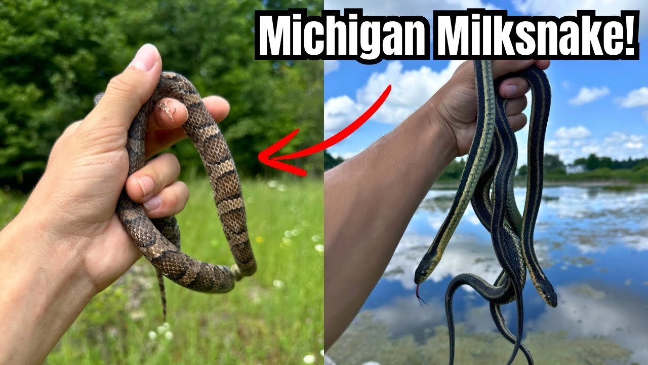 Michigan Milksnake and Garters!! Herping 2024|