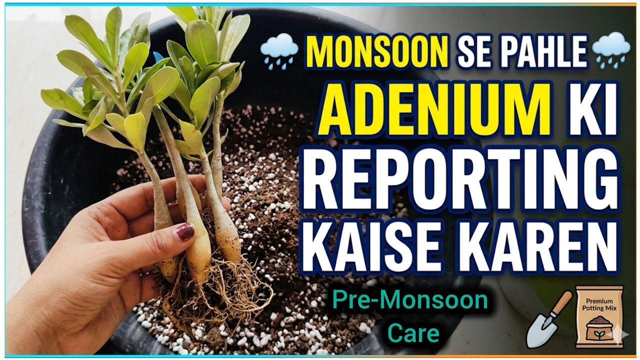 'Pre-monsoon' Adenium care.🌧️|| Adenium plant repotting.🌱|| Soil mixture ✨|| #adenium