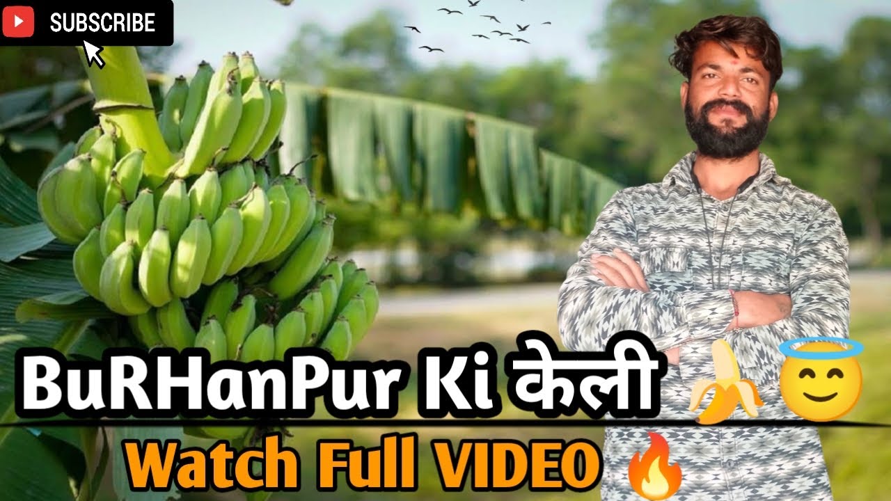 Kelli Ki Kheti | BurHanpur ki Kelli | केली की खेती कैसे करे ? 😉