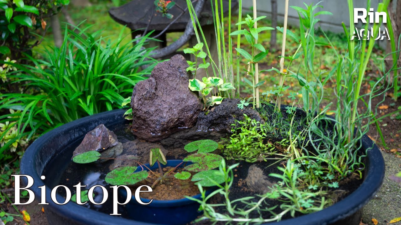 【Creating a Nano Biotope】Water lilies, Aquatic Plants, Lava Rocks, and more...