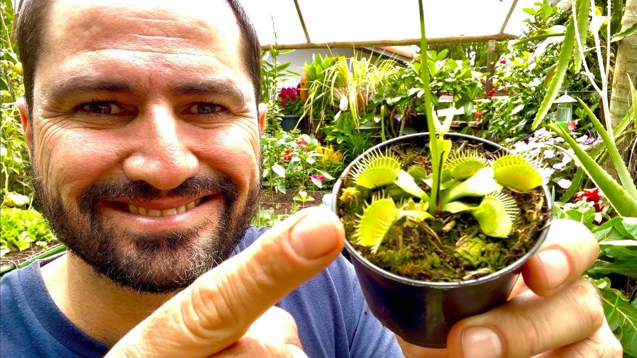 COMO PLANTAR PLANTA CARN&Iacute;VORA DIONEIA CORRETAMENTE