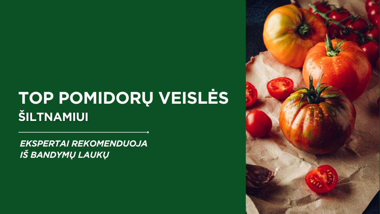 TOP pomidorų veislės auginti šiltnamyje: stambiavaisių ir smulkiavaisių pomidorų apžvalga