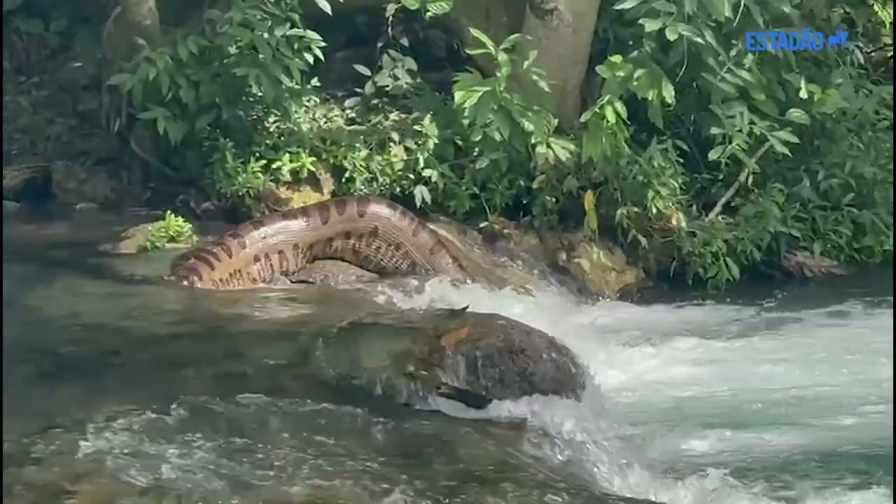 Sucuri gigante desliza pelo Rio da Prata e surpreende banhistas em balne&aacute;rio do Pantanal
