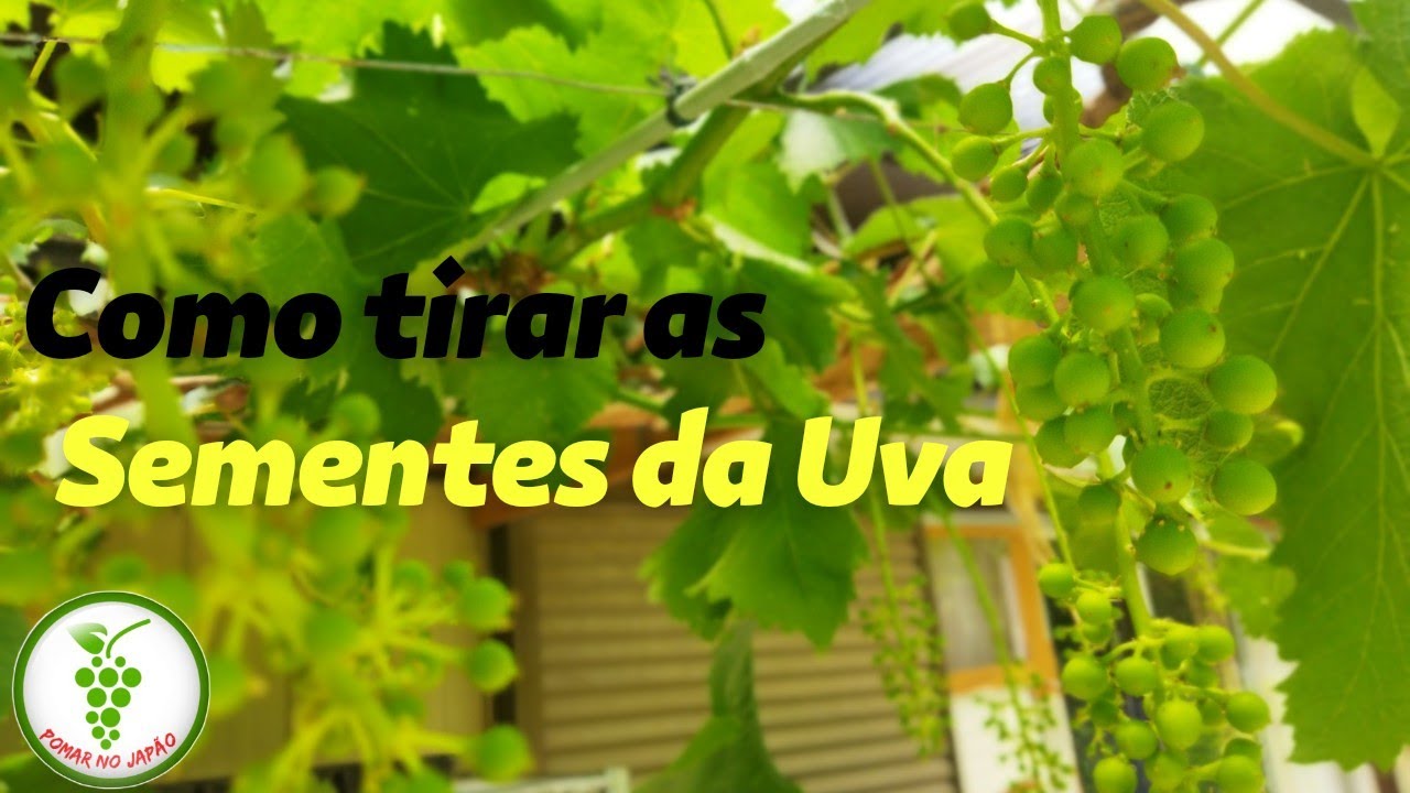 Como tirar as Sementes da Uva