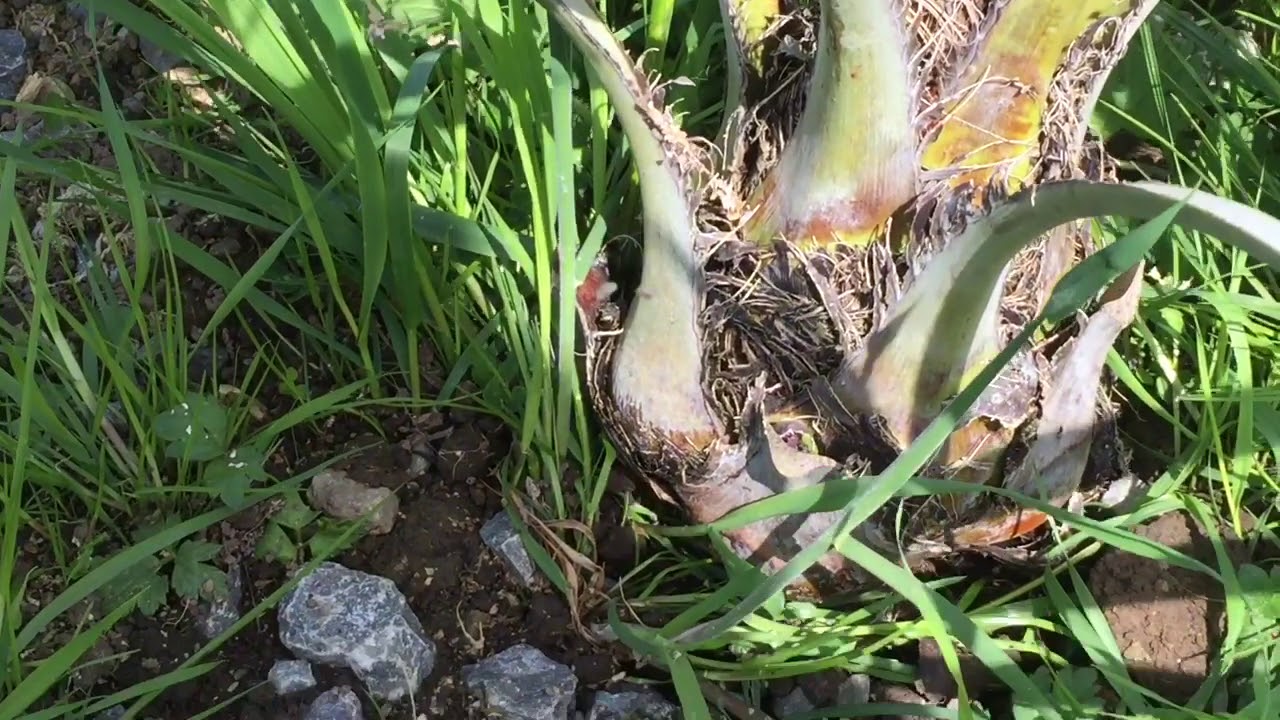 South West Ireland Rainforest Project Butia CAPITATA