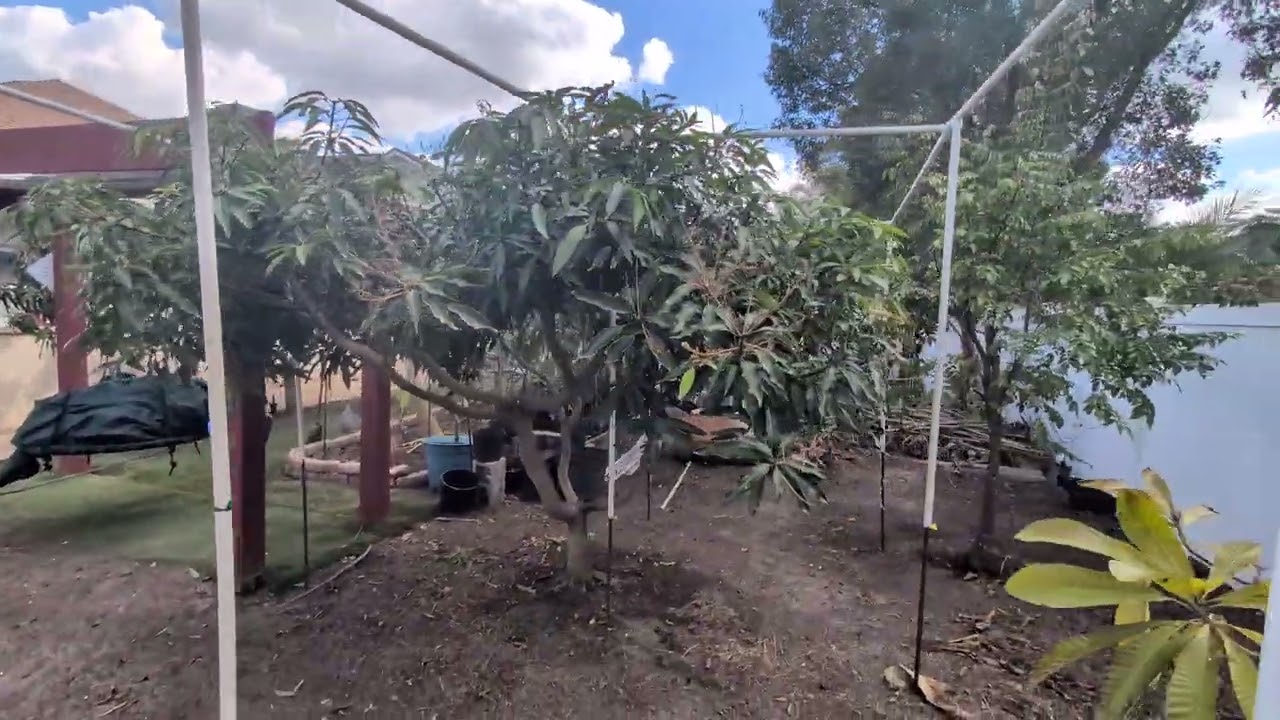 3 WEEKS AFTER THE ARTIC BLAST in West Central Florida 