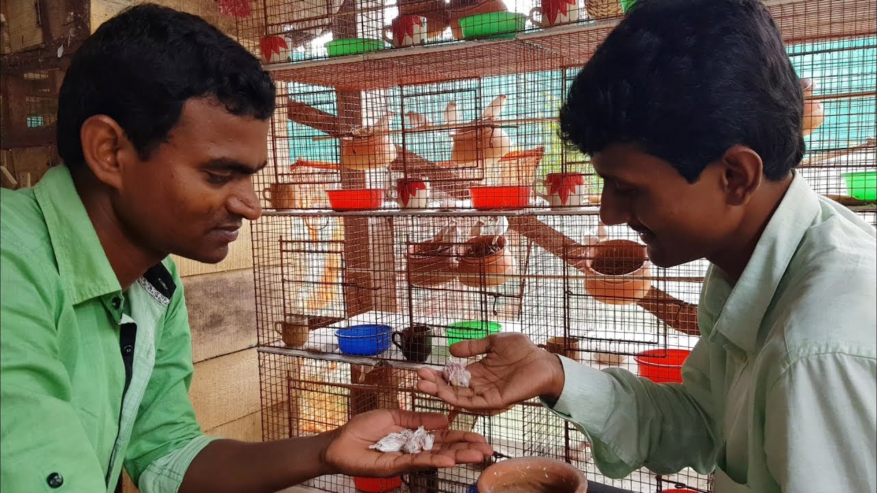 Finches Birds Breeding Care Entire Guideline For Success / 150 Pairs Finches Breeding Setup.