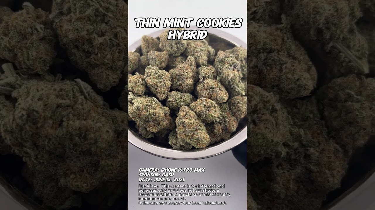 Thin Mint Cookies | Gasu Sponsored | Strain Spotlight