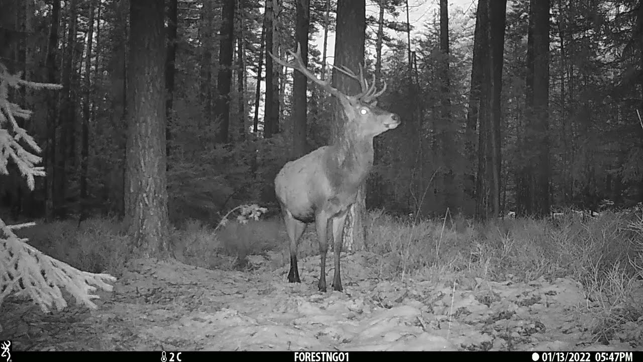 Záznam z fotopasti (Máchův kraj) - výběr 01/2022, (C) 2022 FOREST