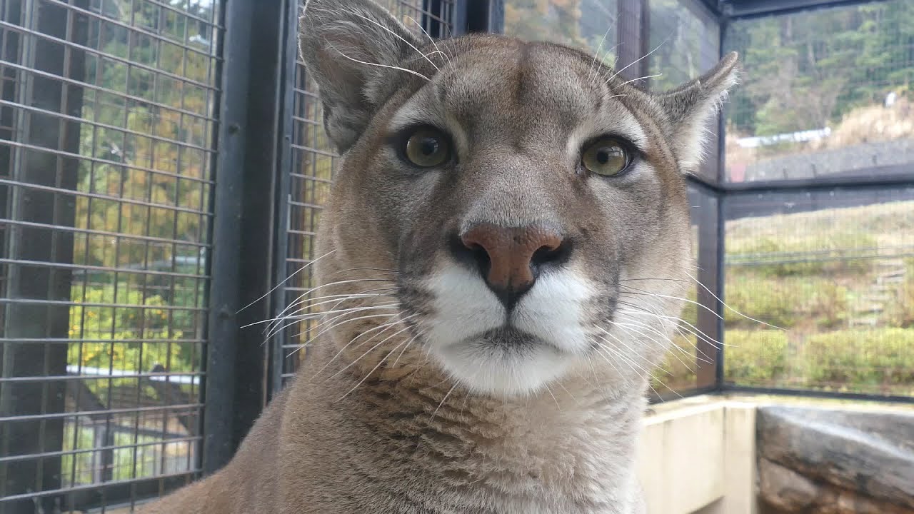 2019.3.3 Puma　ピューマ　アルタイル（2歳♂）　（日本平動物園）