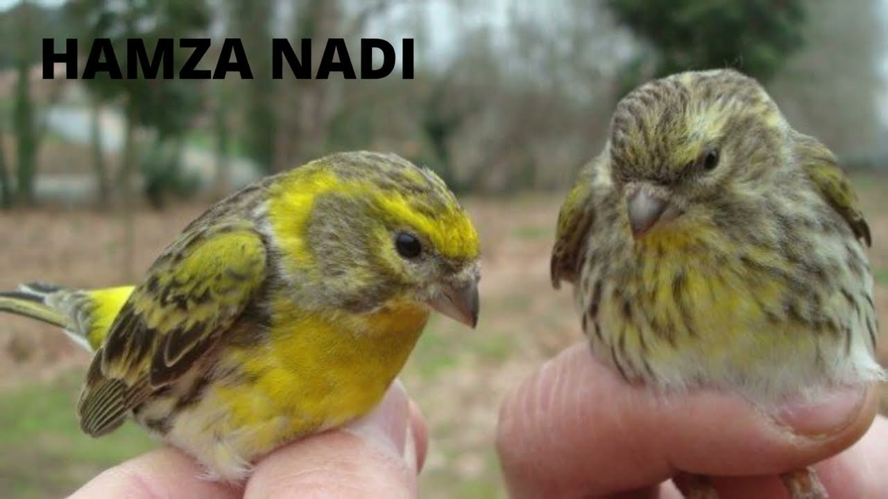 ساعة من تغريد طائر البسبوس، السمريس بتبتة للتحفيز على الغناء 🥰🕊