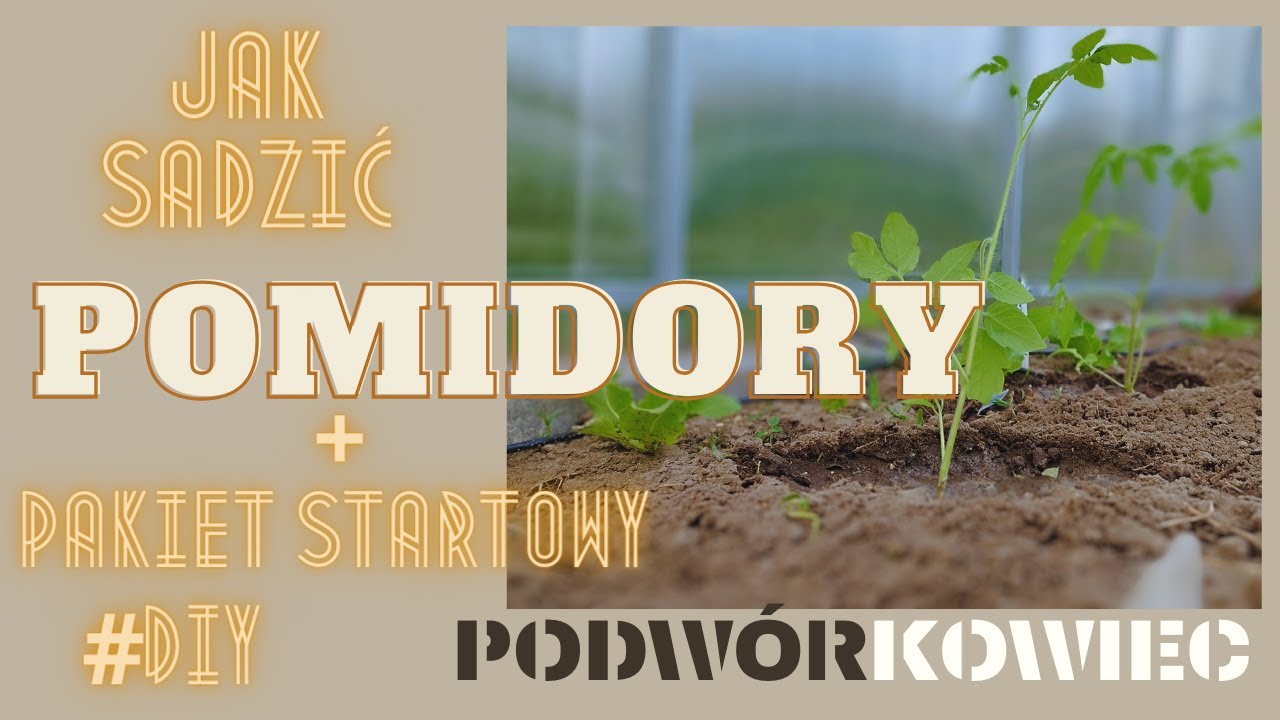 Jak sadzić pomidory? Niezbędny 