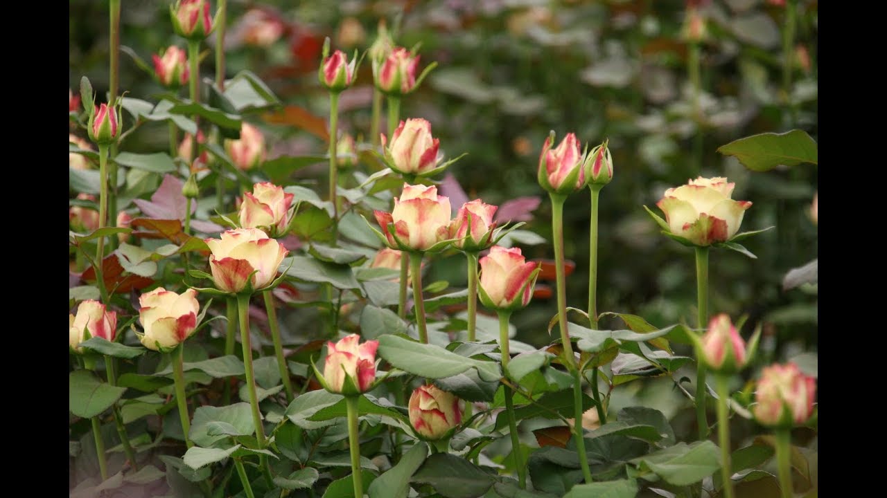 MOUNT MERU FLOWERS: Fair Trade Roses from Tanzania