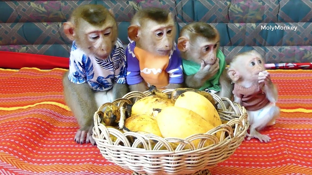 Absolutely Obedient Donal Molly Zuji & Cici Waiting To Eat Mangoes For Breakfast