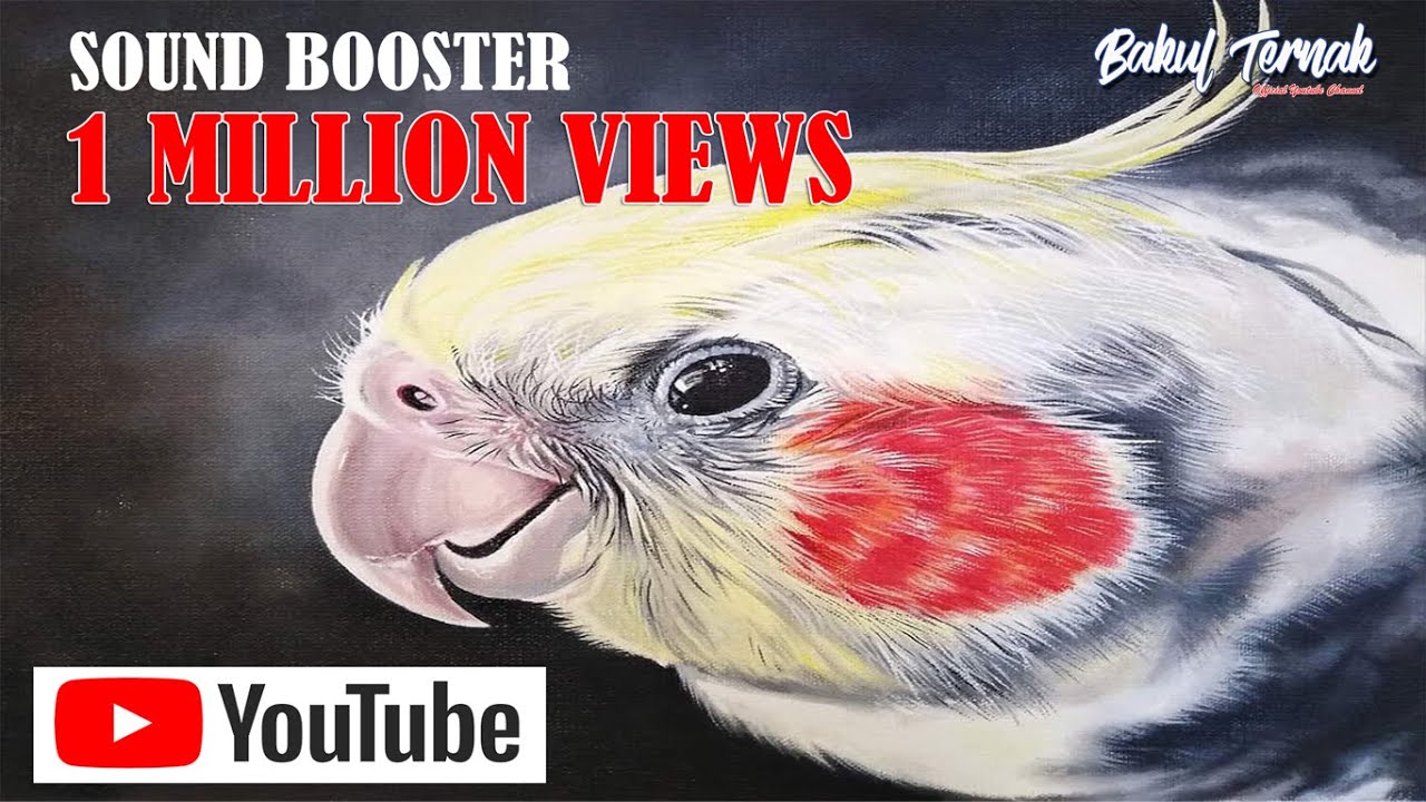 COCKATIEL WHISTLE #1 | INDONESIAN NATIONAL SONG | HAPPY B'DAY