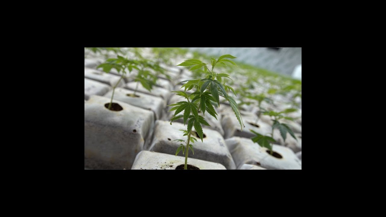 New Strain Cannabis Funky OG