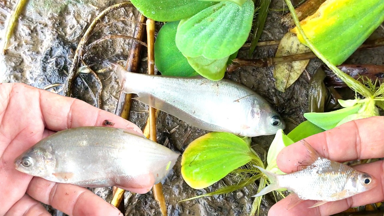 Natural small insects live under water in lake. Tilapia, gourami, shrimp, pool barb fish.