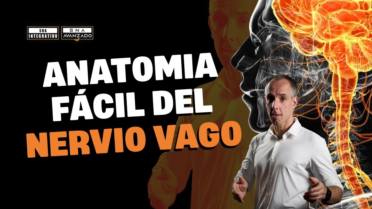 🎯 Anatomía clínica del vago: del tronco encefálico al colon. Mapa completo para terapeutas