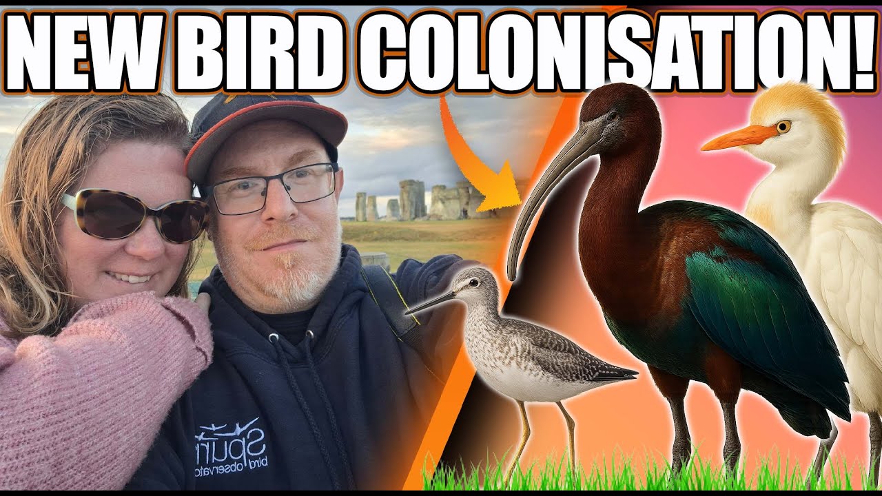 Colonising Birds, a Rare American Wader & Stonehenge! | UK Birding Adventure!