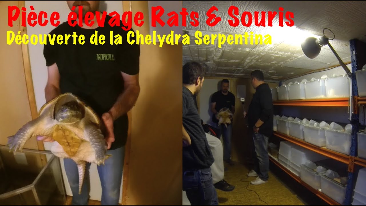 Pièce élevage souris rats et Tortue Chelydra Serpentina