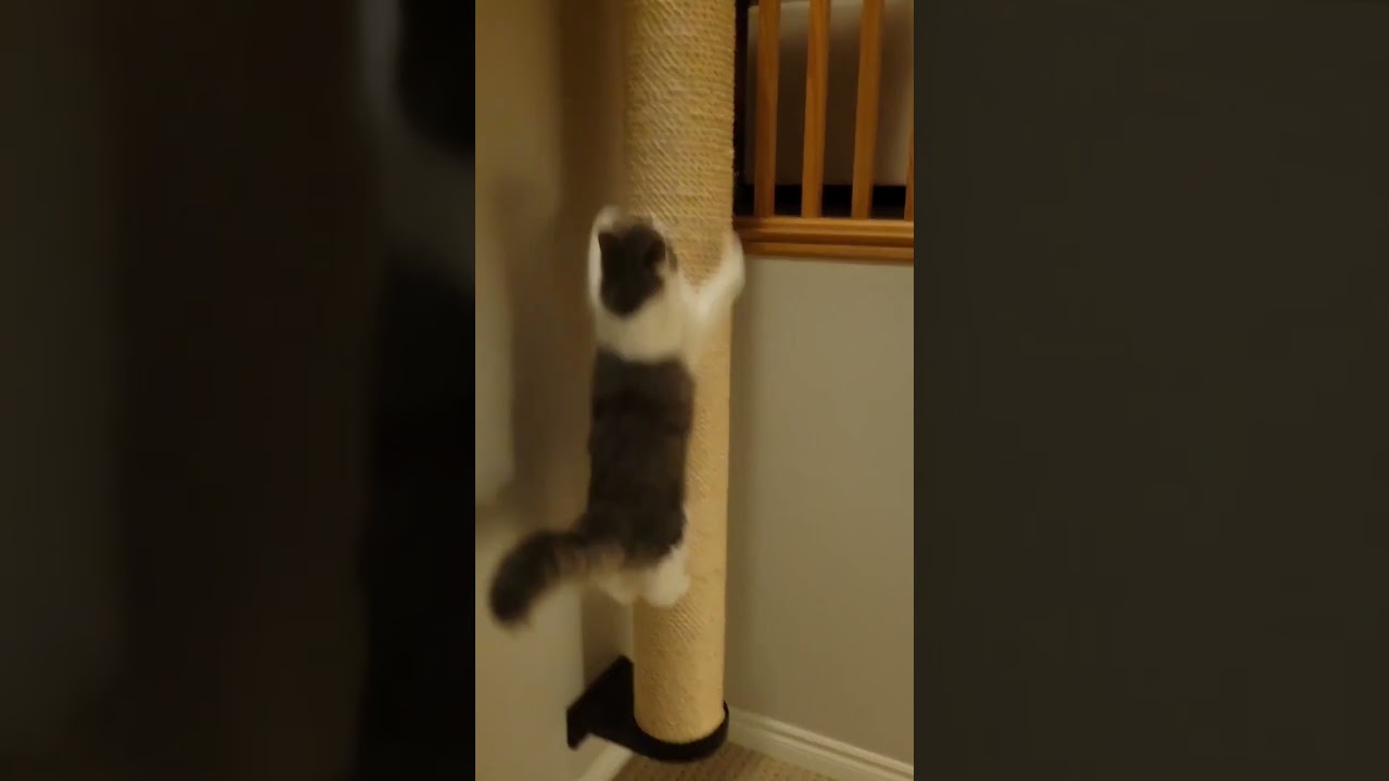 A giant cat scratching pole is all a cat needs  #catshorts #catfurniture #catroom
