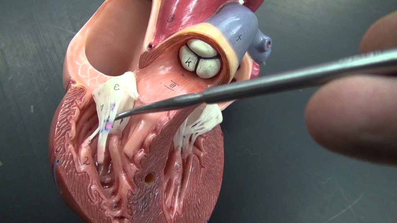 HEART ANATOMY QUIZ: TRICUSPID VALVE.MTS
