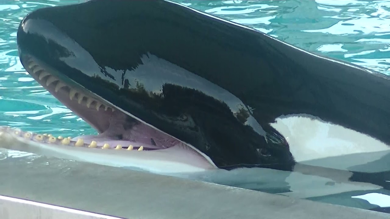 Trua playtime with Trainer Morgan (Inside look) Jan. 8, 2022 - SeaWorld Orlando