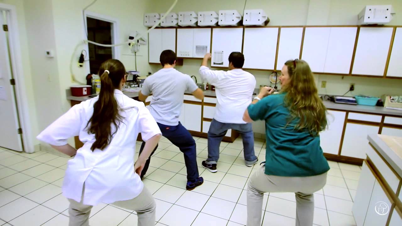 "Shake It Off" Parody by Annapolis Cat Hospital & Bay Ridge Animal Hospital