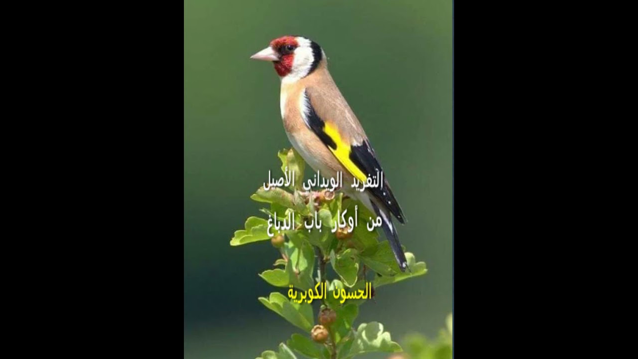 إذا أردت أن يكون عندك حسون ويداني أصلي هذا الشريط هذية لك