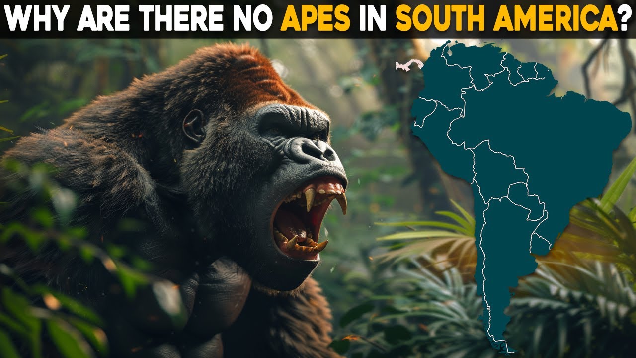 Why Are There No Apes in South America?