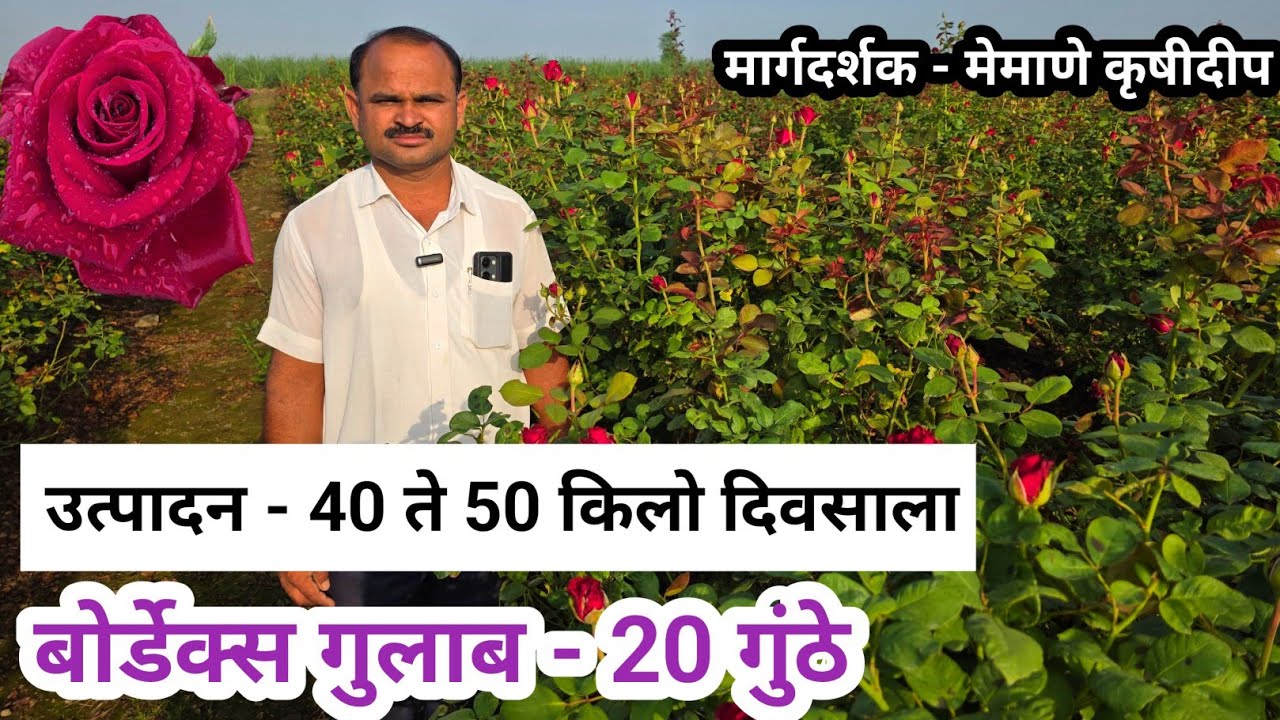 तुमच्या ही गुलाब बागेला या औषधाचा वापर करा आणि उत्पादनामध्ये 40 ते 50 टक्के वाढ करा...