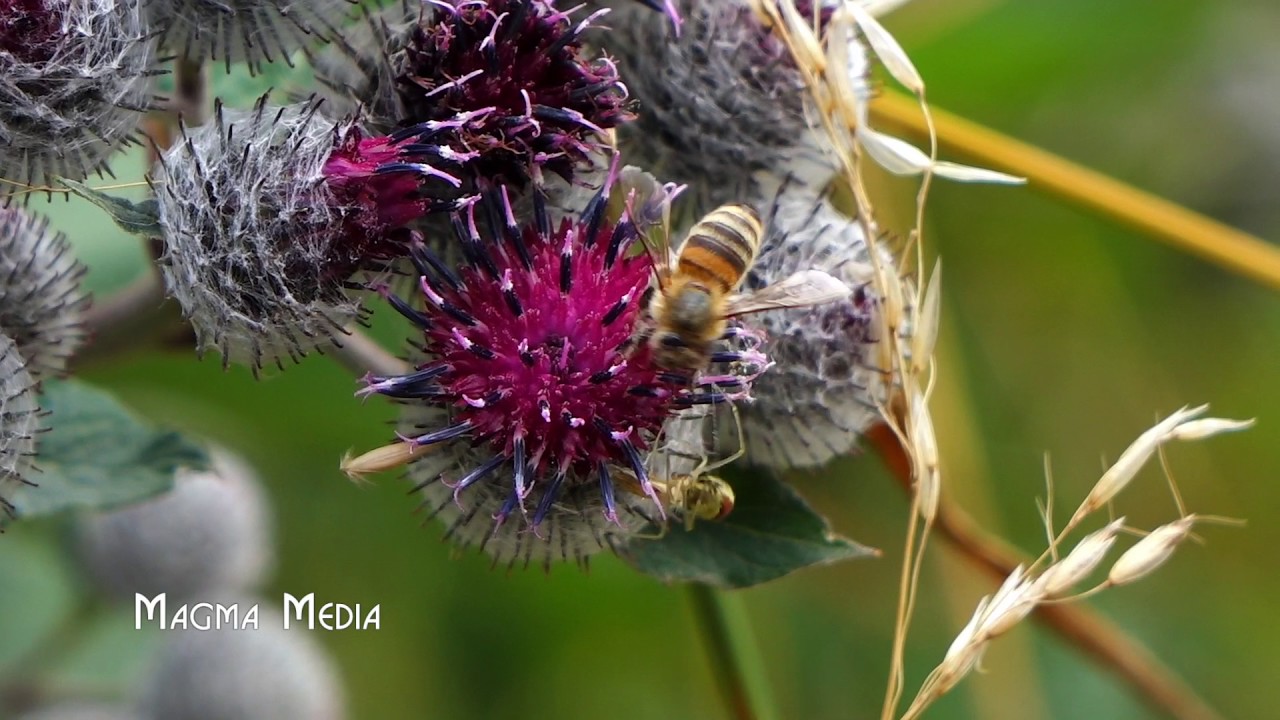 Bee Escaping Spider - Video Footage - Magma Media
