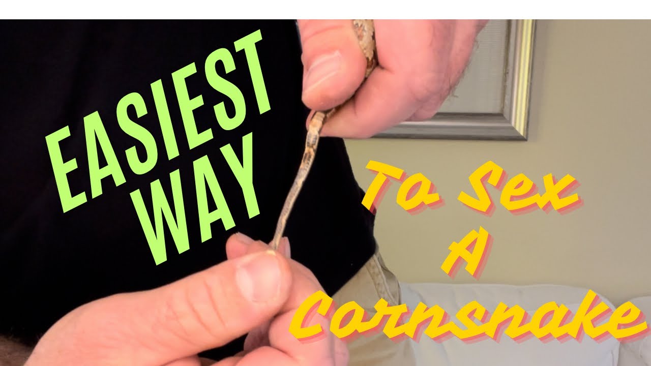 How To Sex Your CornSnake!